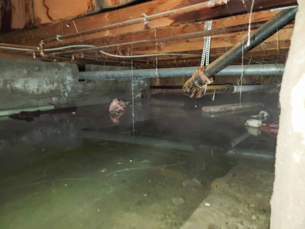 Best Water damage cleanup near me  in Longmont, CO