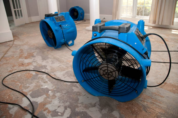 Best Basement water damage restoration  in Longmont, CO